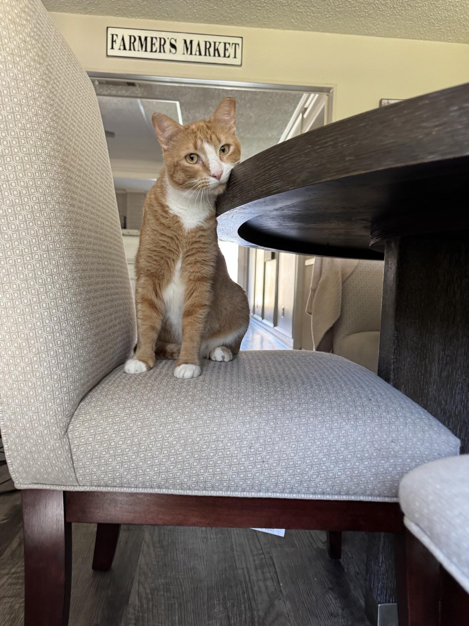 Fire, a Adoptable Domestic Short Hair in North Richland Hills, TX image 5/5