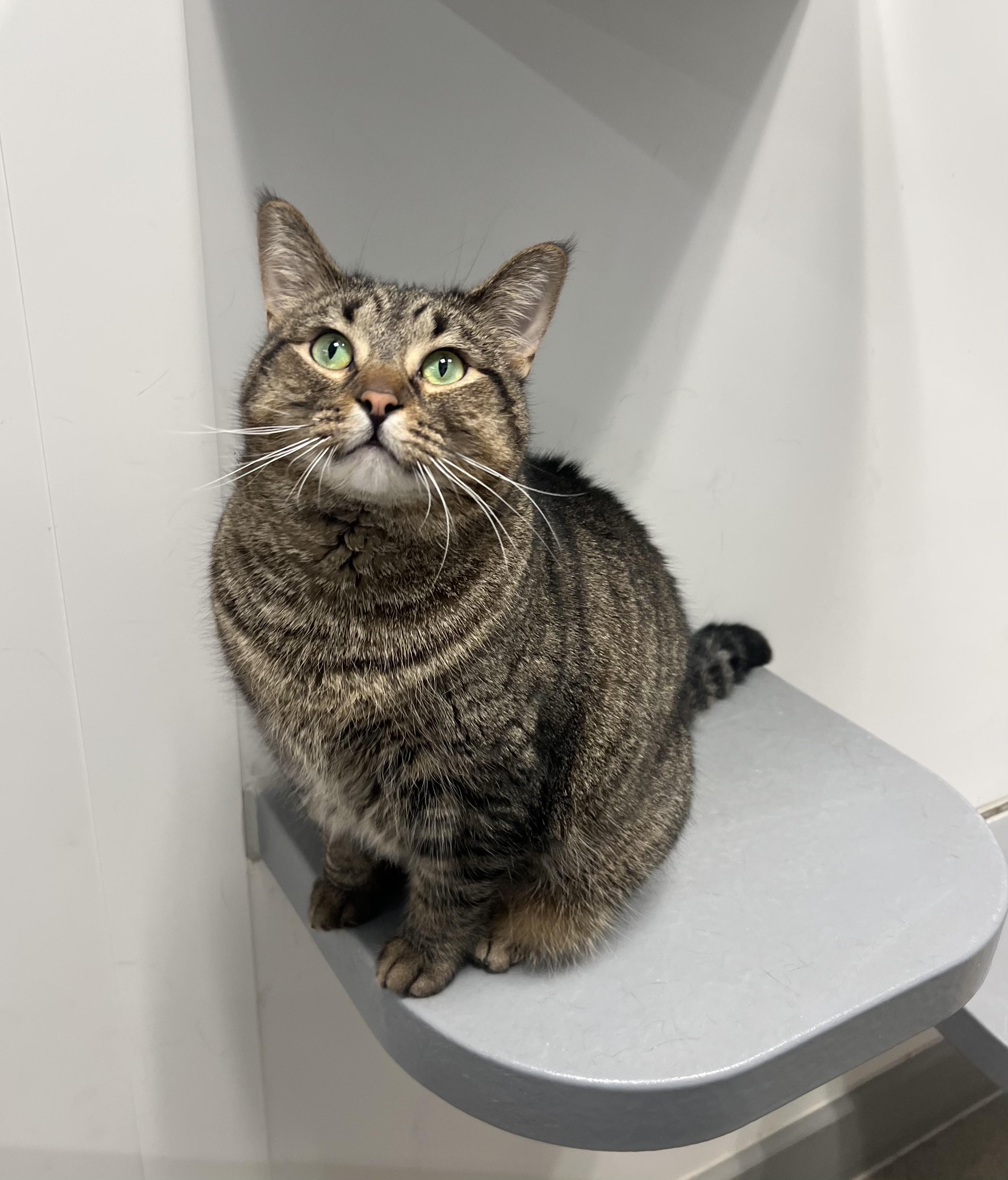 Enlarge Tiger, a Adoptable Domestic Short Hair in Pickering, ON image 2/3