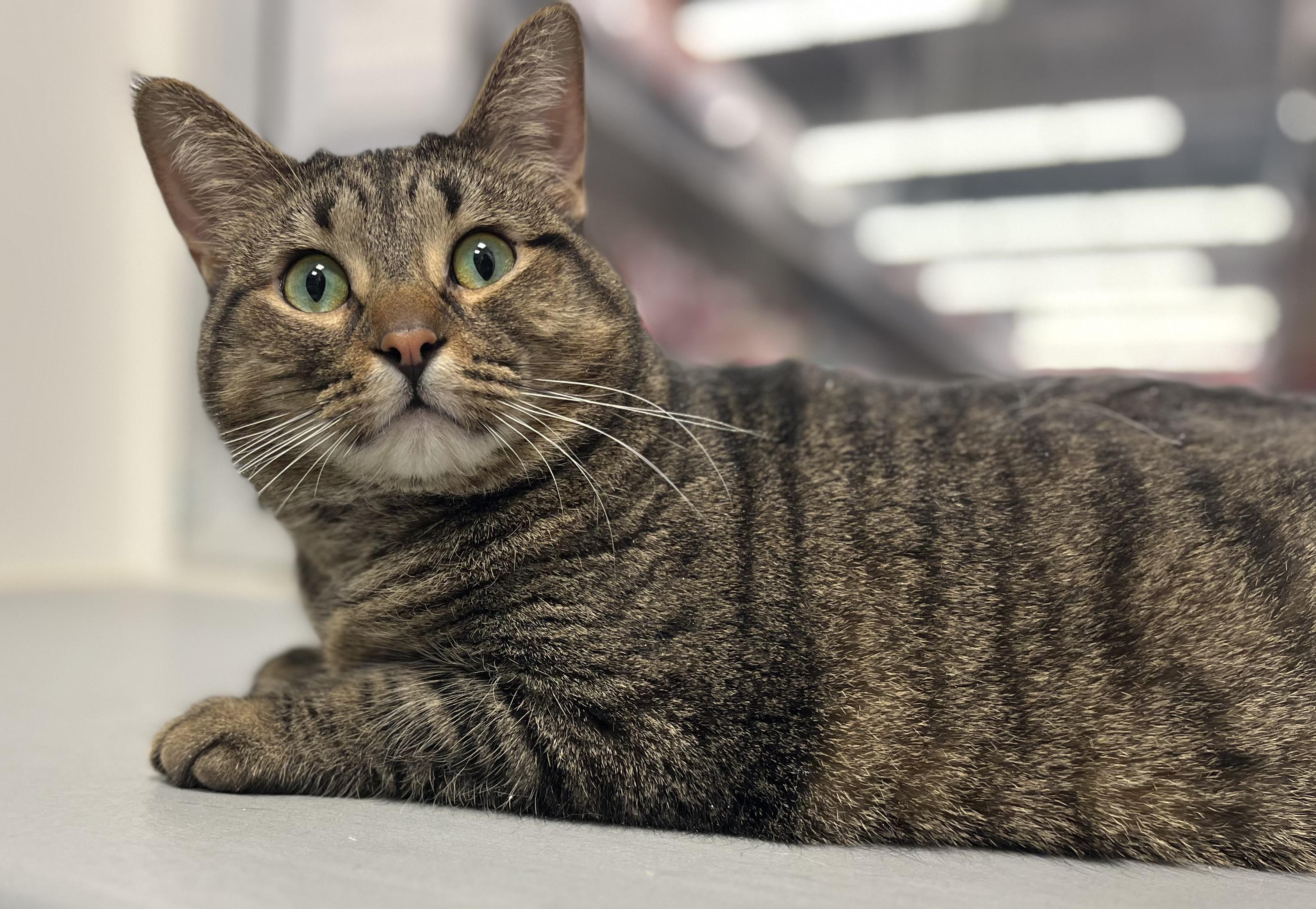 Enlarge Tiger, a Adoptable Domestic Short Hair in Pickering, ON image 1/3