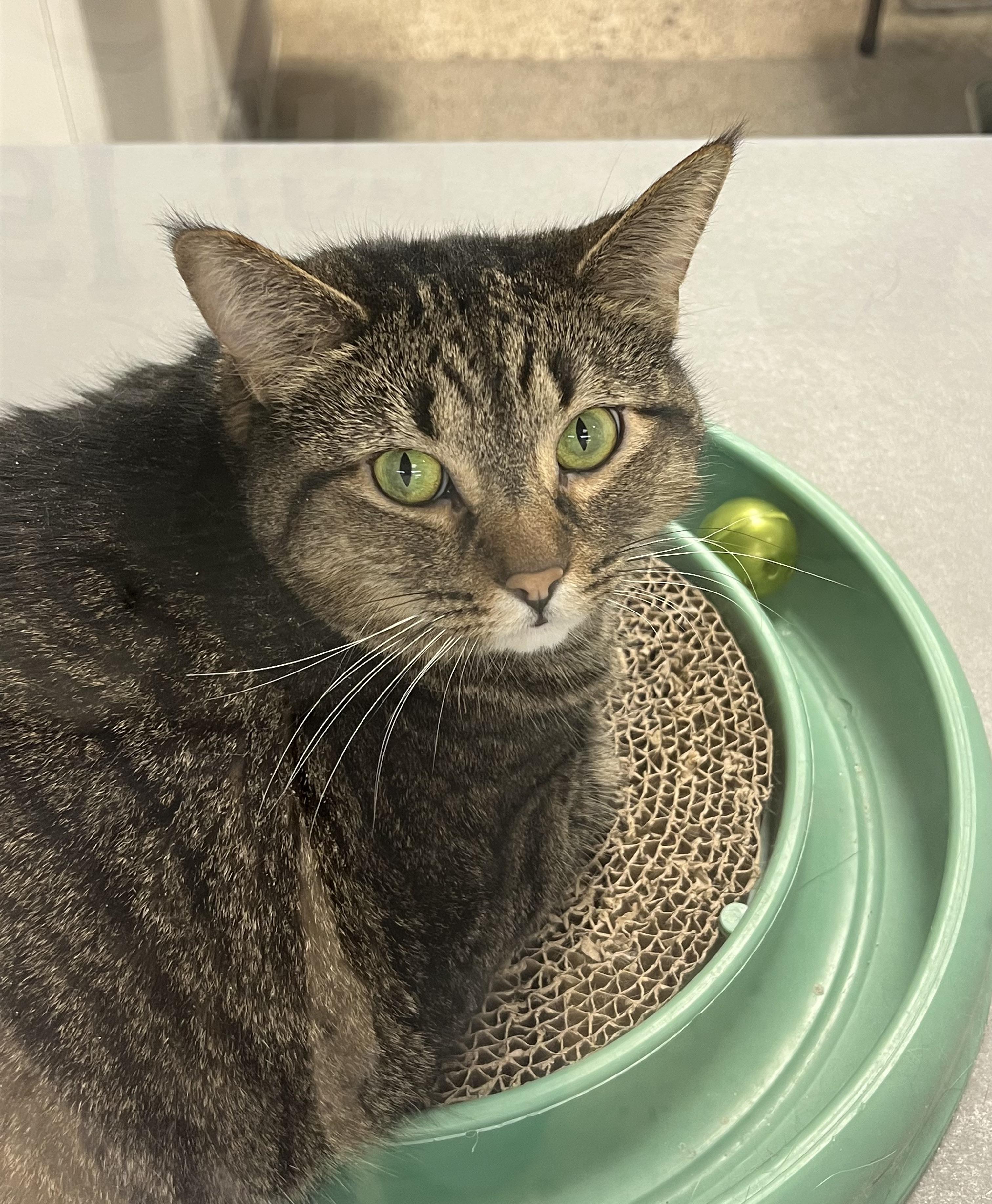 Enlarge Tiger, a Adoptable Domestic Short Hair in Pickering, ON image 3/3