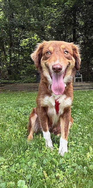 Latte, Adopted, Young Female Australian Shepherd.