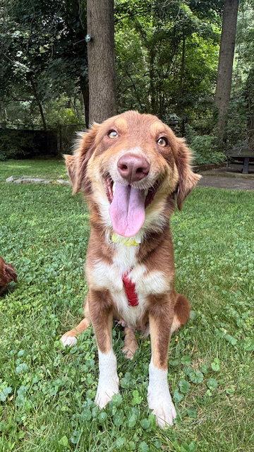 Latte, a Adopted Australian Shepherd in Lake Hopatcong, NJ image 2/3
