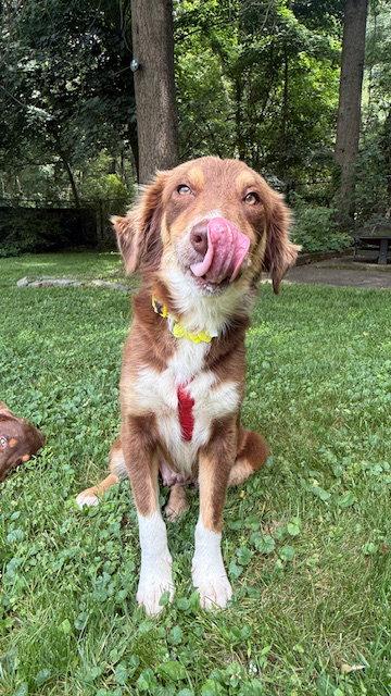 Latte, a Adopted Australian Shepherd in Lake Hopatcong, NJ image 3/3
