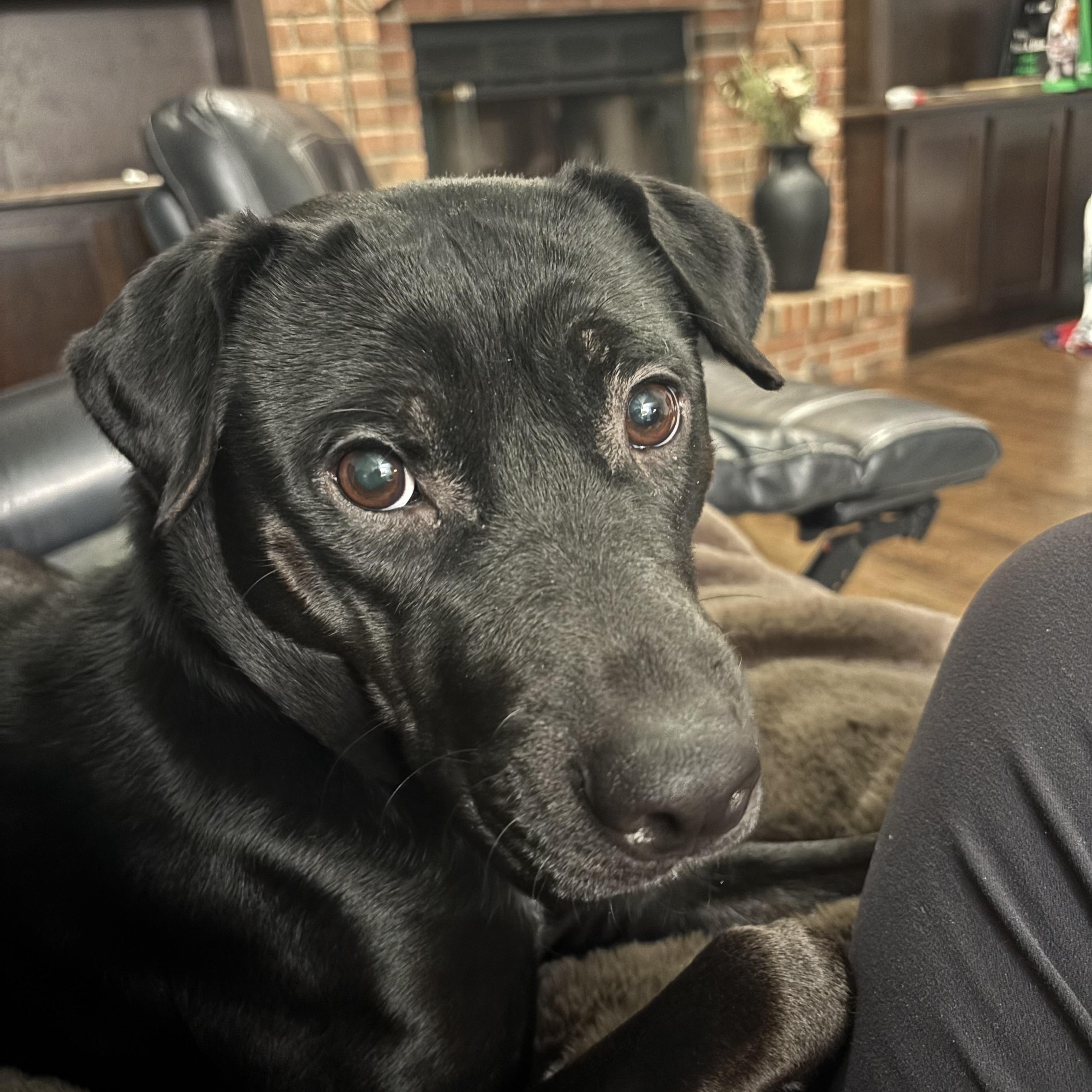 Luna, a ADOPTABLE mixed breed in Plainfield, IL image 6/6