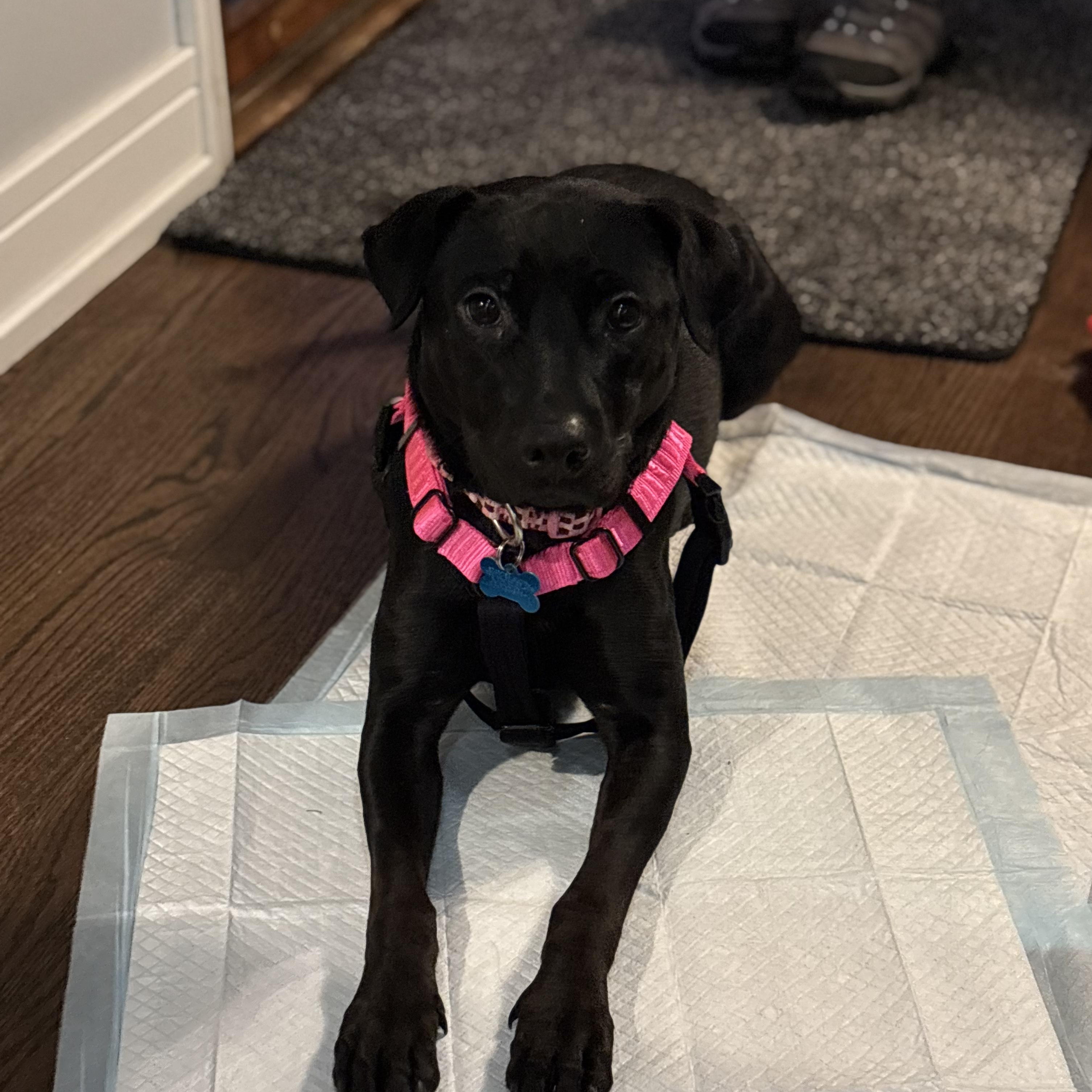 Luna, a ADOPTABLE mixed breed in Plainfield, IL image 4/6