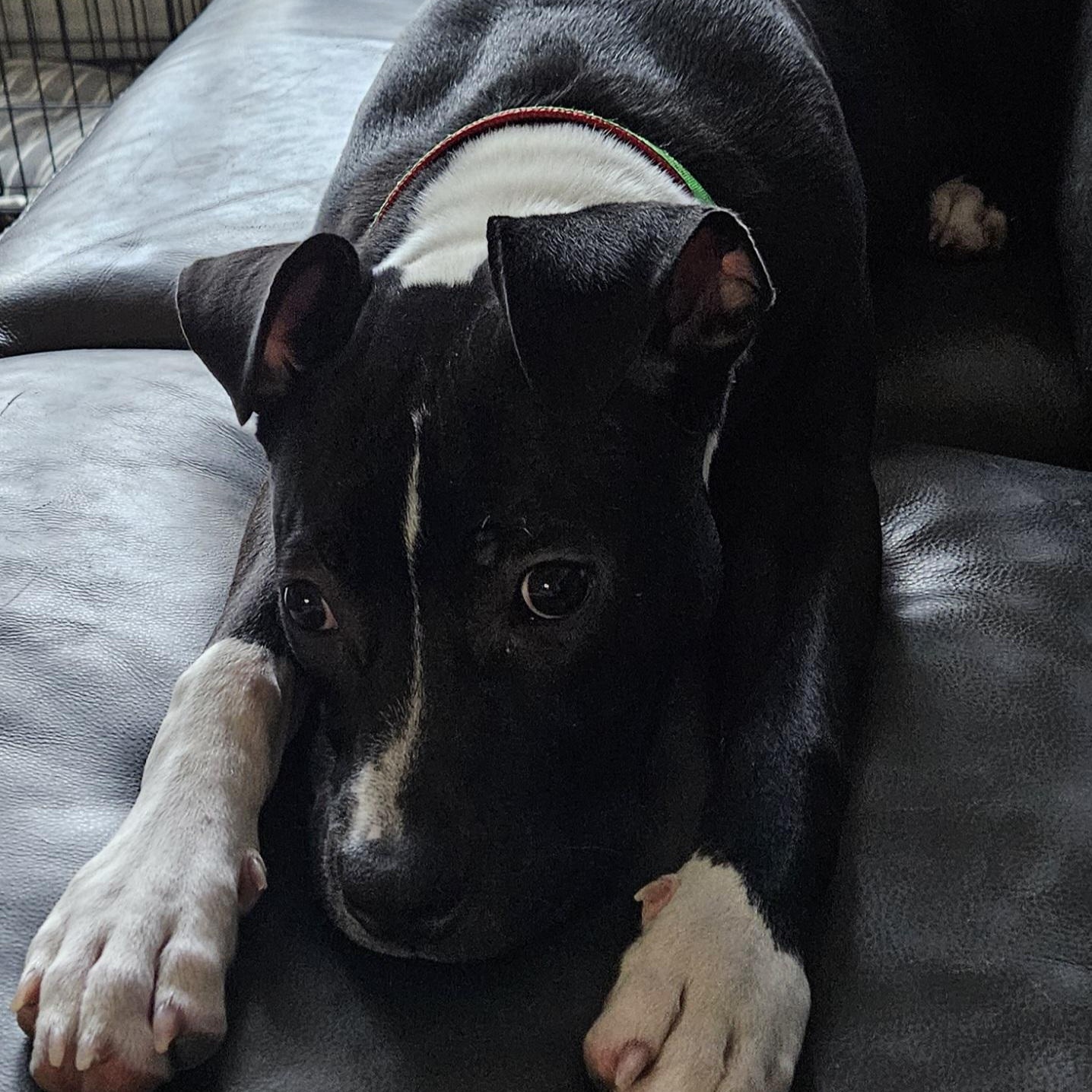 Luna, a ADOPTABLE mixed breed in Plainfield, IL image 3/6