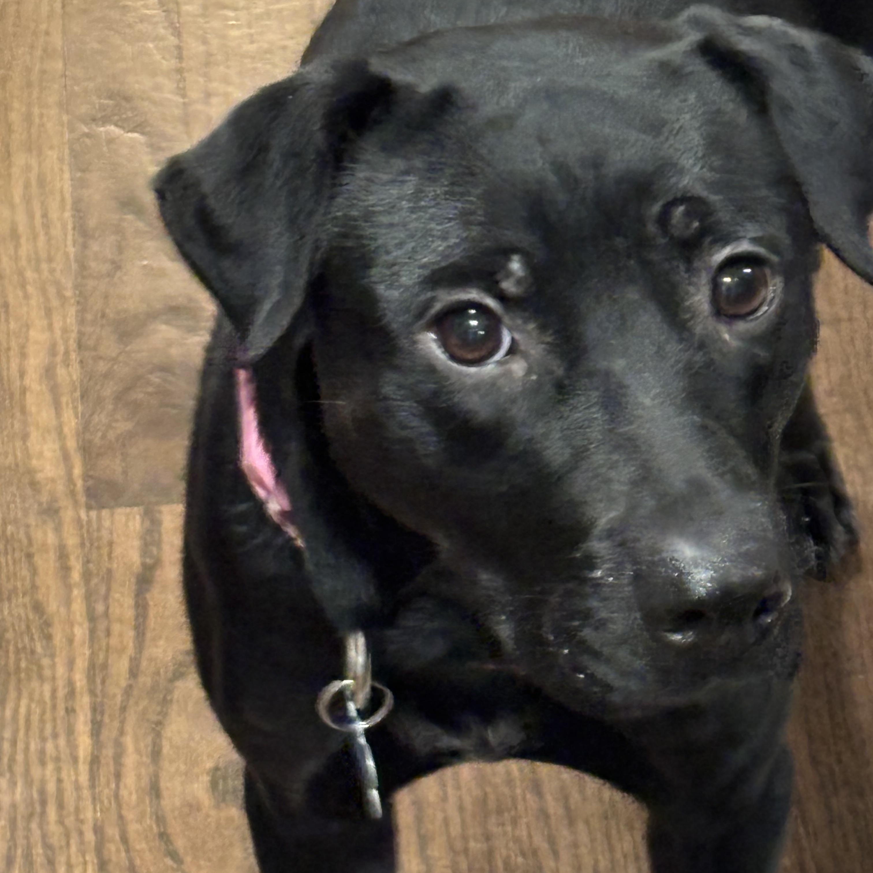 Luna, a ADOPTABLE mixed breed in Plainfield, IL image 2/6