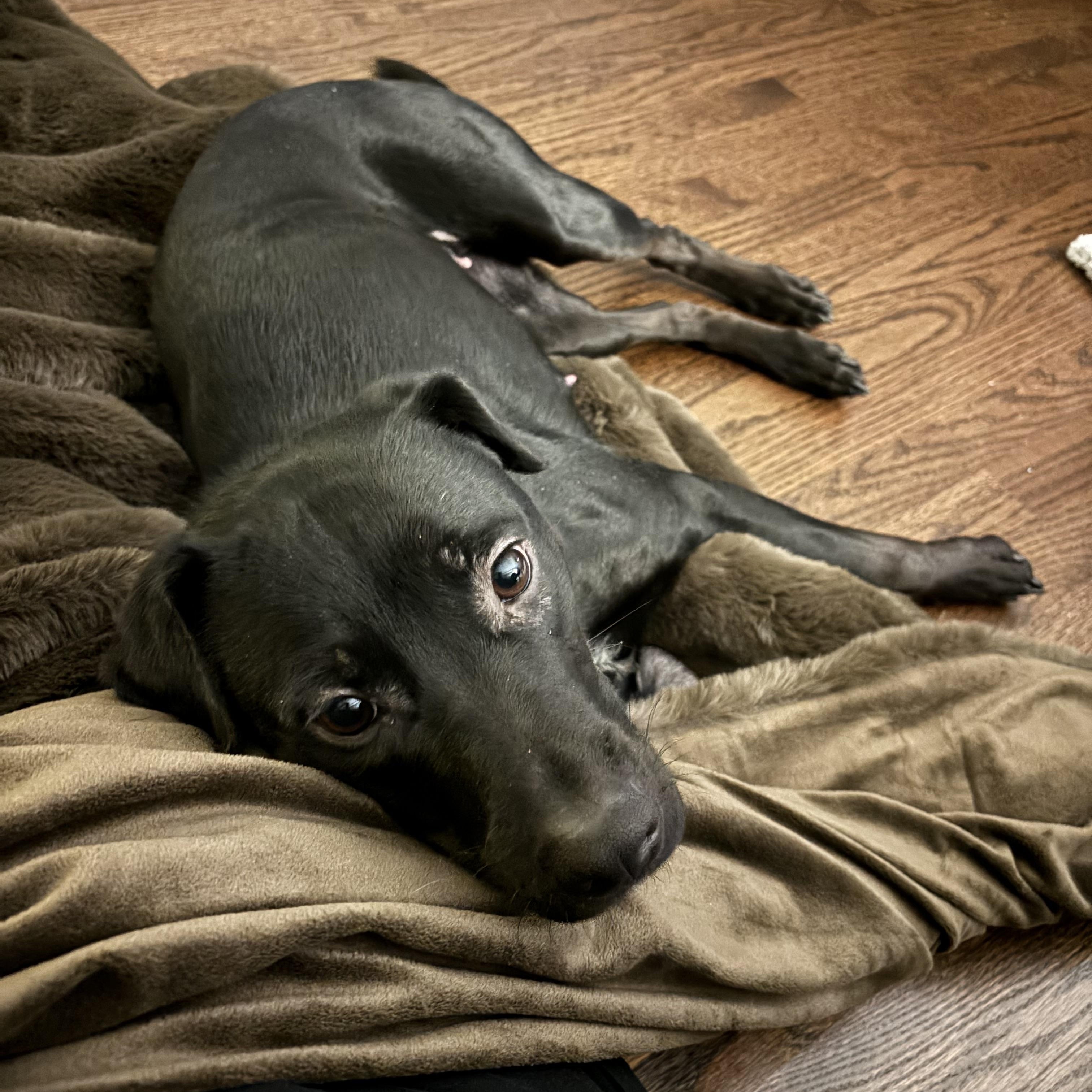Luna, ADOPTABLE, Young Female Black Labrador Retriever & Terrier.