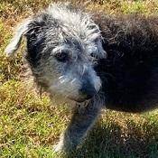 Pepper, an adoptable Jack Russell Terrier in Dripping Springs, TX, 78620 | Photo Image 1