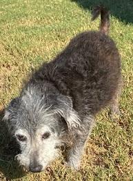 Pepper, an adoptable Jack Russell Terrier in Dripping Springs, TX, 78620 | Photo Image 6