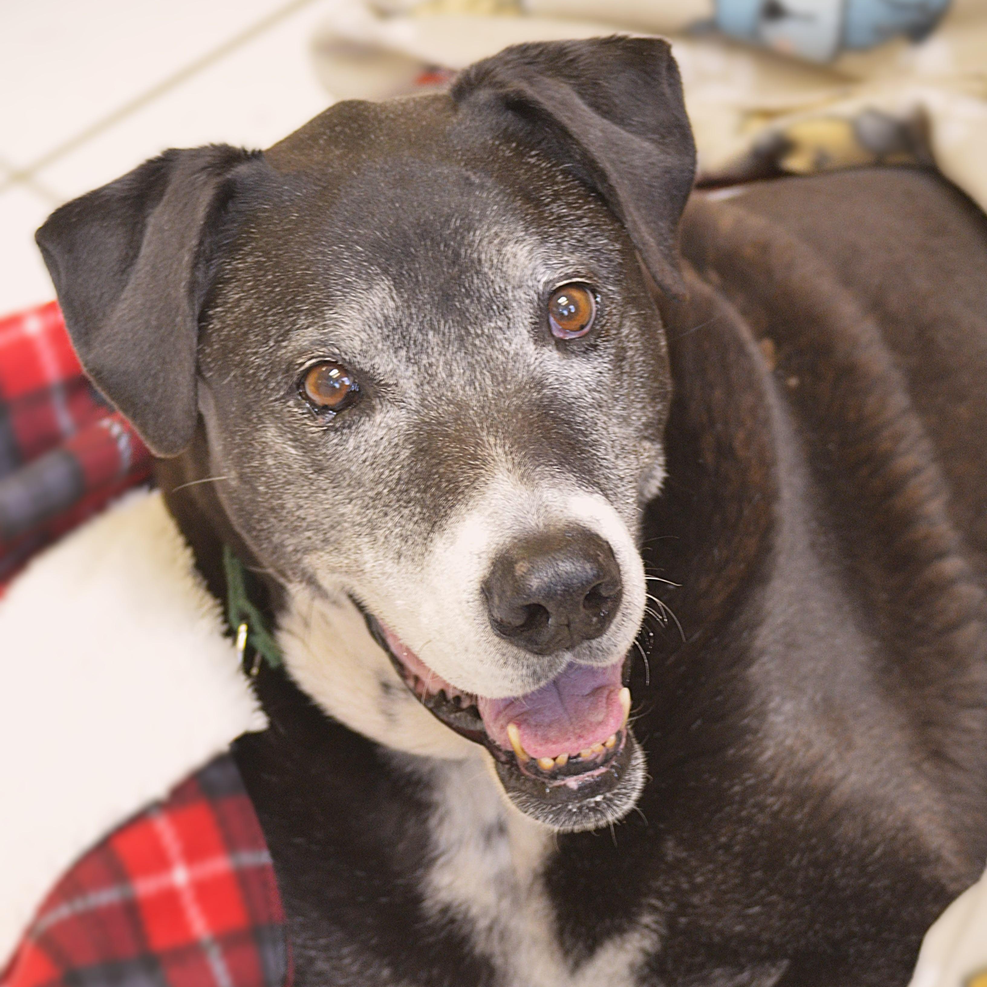 Nahida, Senior Female Black Labrador Retriever
