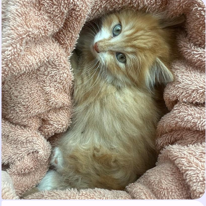 Enlarge Olivia, a Adoptable Domestic Short Hair in Springfield, MO image 1/6