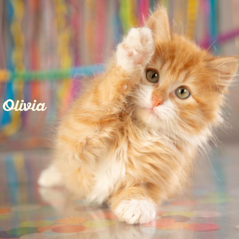 Enlarge Olivia, a Adoptable Domestic Short Hair in Springfield, MO image 2/6