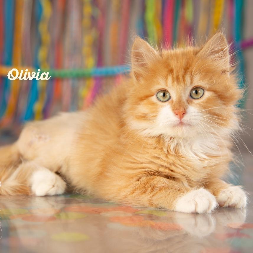 Enlarge Olivia, a Adoptable Domestic Short Hair in Springfield, MO image 3/6
