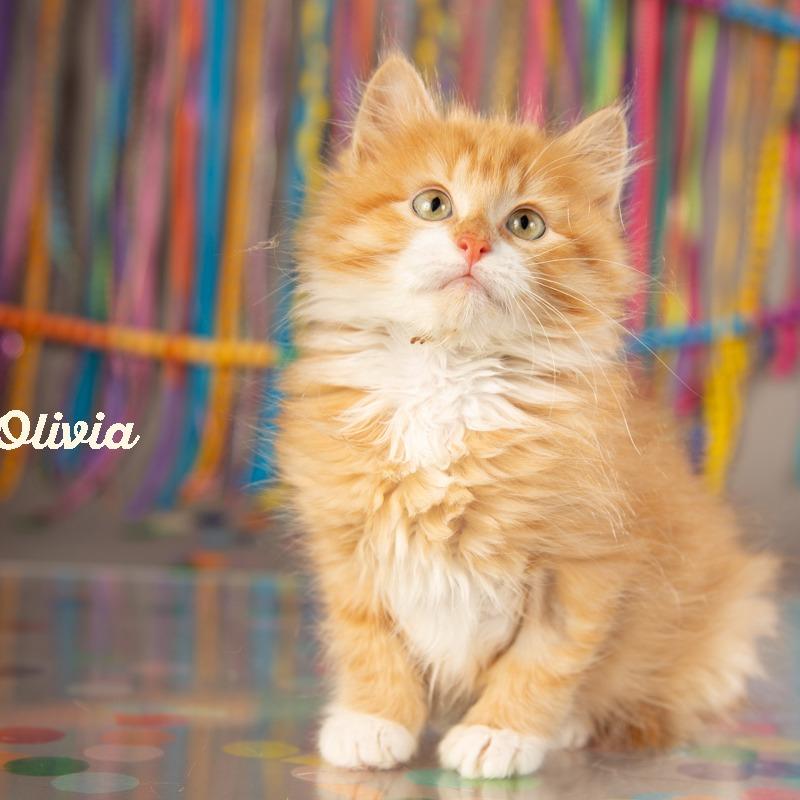 Enlarge Olivia, a Adoptable Domestic Short Hair in Springfield, MO image 4/6