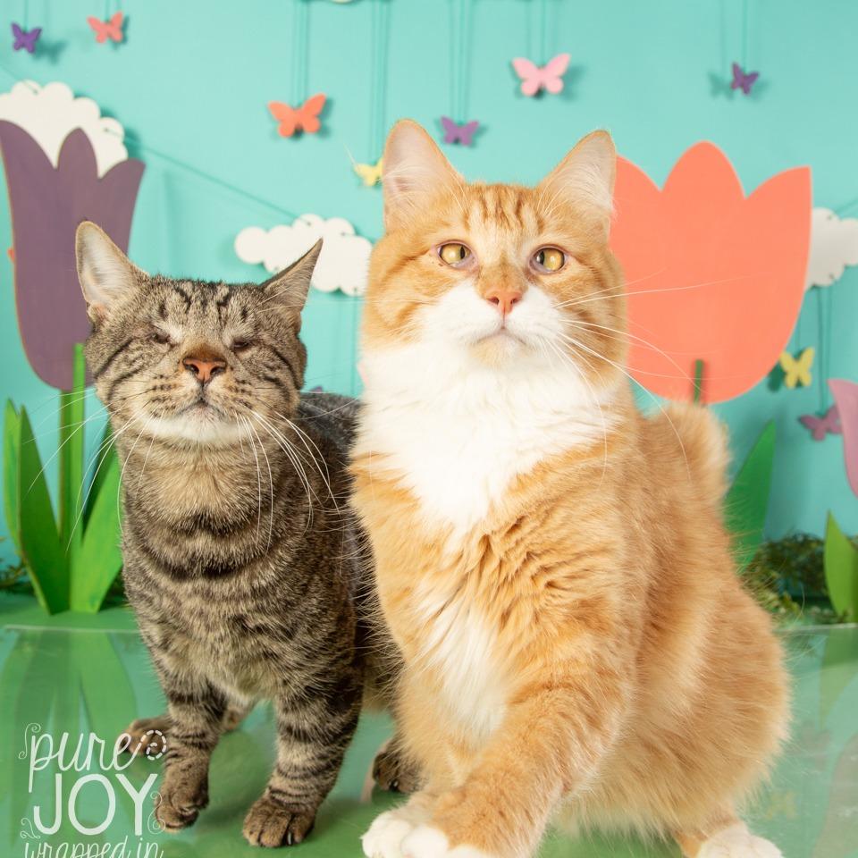 Enlarge Olivia, a Adoptable Domestic Short Hair in Springfield, MO image 5/6