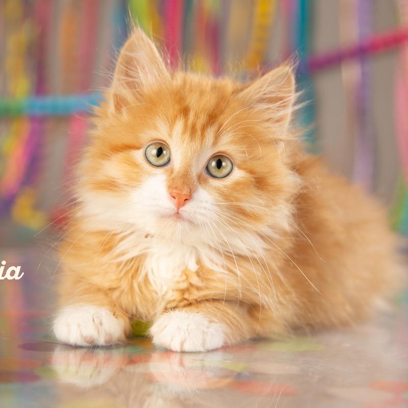 Enlarge Olivia, a Adoptable Domestic Short Hair in Springfield, MO image 6/6