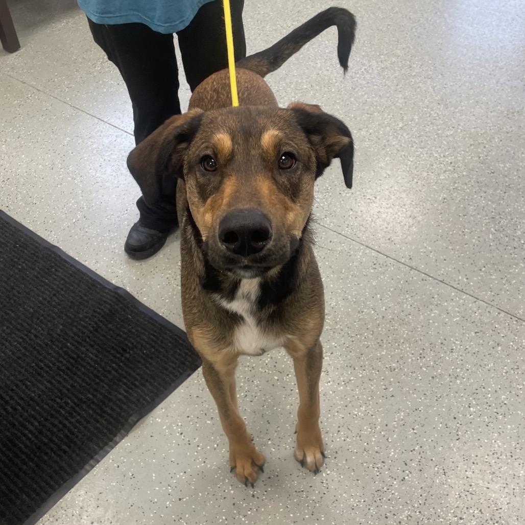 Luca, Adoptable, Young Male Doberman Pinscher & Hound.