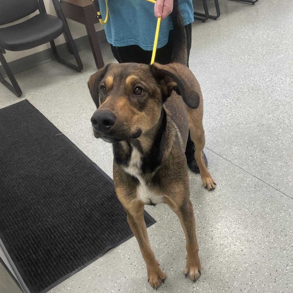 Luca, a Adoptable mixed breed in Galax, VA image 2/2