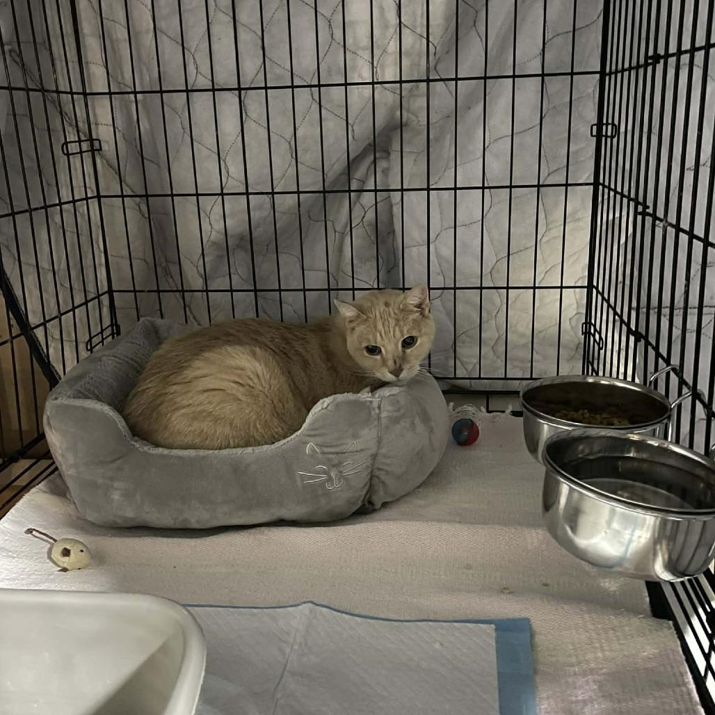 Enlarge Buttercup ARC2026-121, a Adoptable Domestic Short Hair in Akron, NY image 1/1