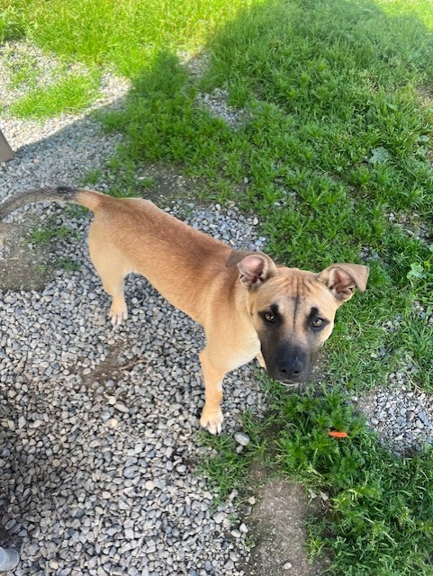 36982-Fore-4 Months Old, Adopted, Young Female American Staffordshire Terrier.