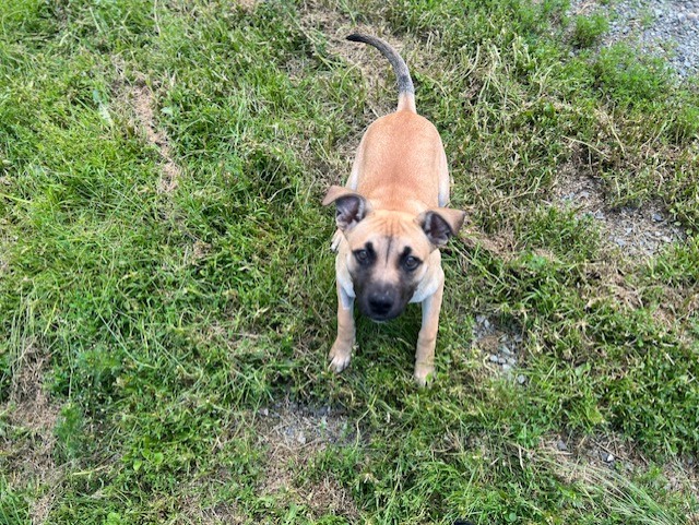 Enlarge 36982-Fore-4 Months Old, a Adopted American Staffordshire Terrier in Langley, BC image 2/3