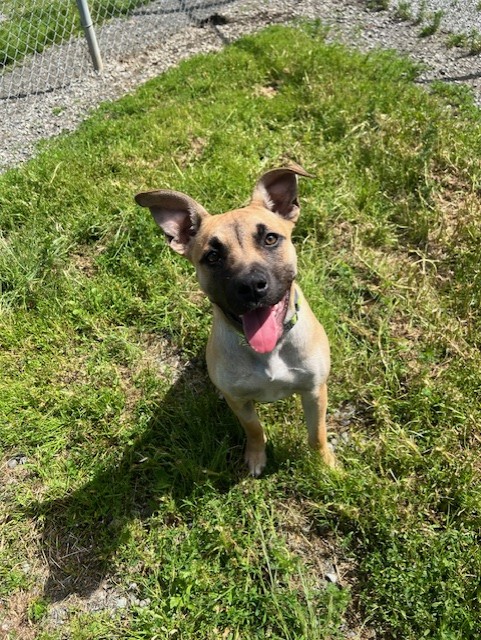 Enlarge 36982-Fore-4 Months Old, a Adopted American Staffordshire Terrier in Langley, BC image 3/3