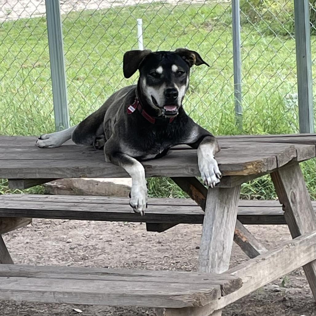 Rambler, a Adoptable mixed breed in Wimberley, TX image 1/6