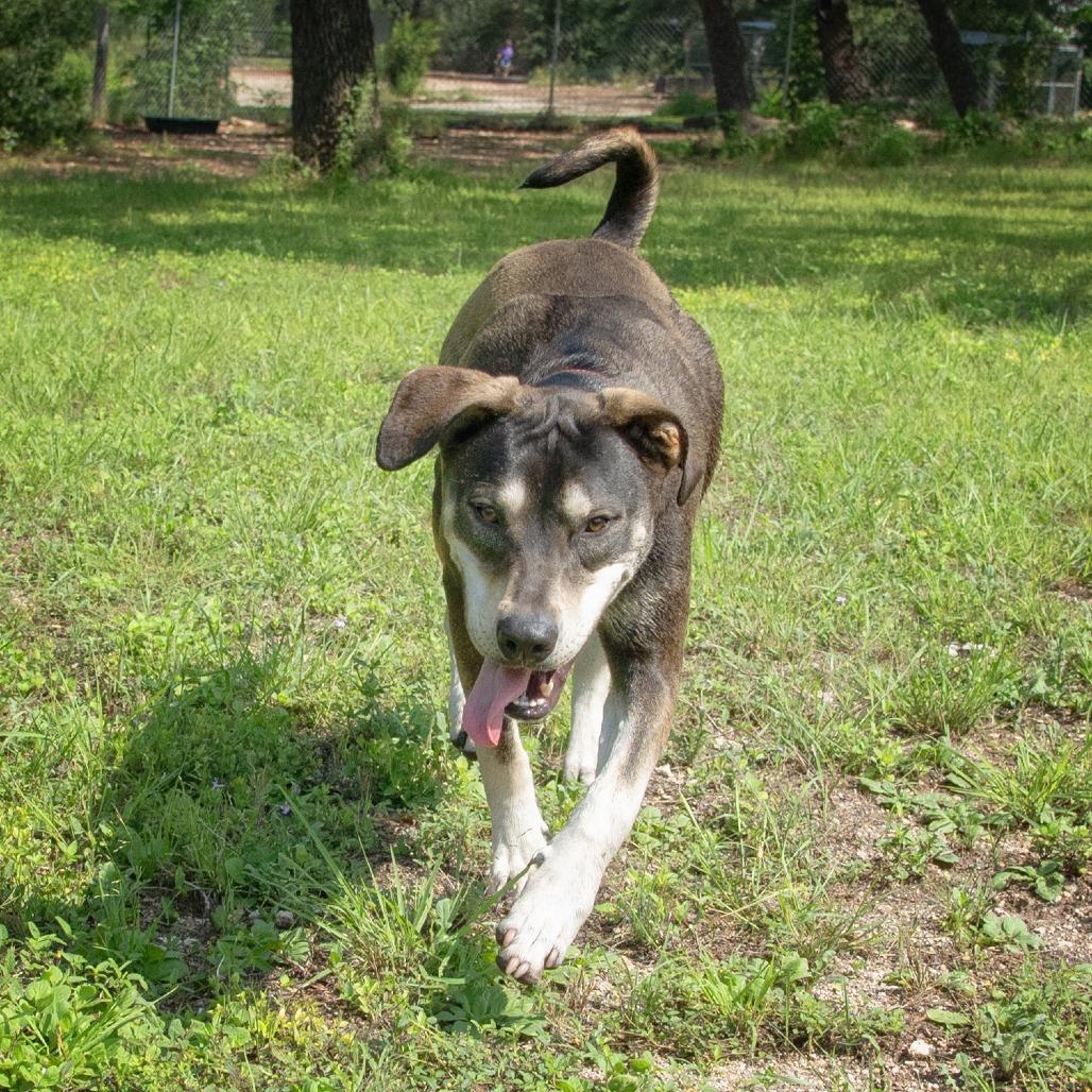 Rambler, a Adoptable mixed breed in Wimberley, TX image 2/6