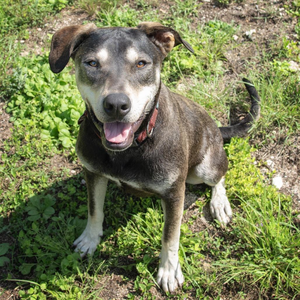 Rambler, a Adoptable mixed breed in Wimberley, TX image 3/6