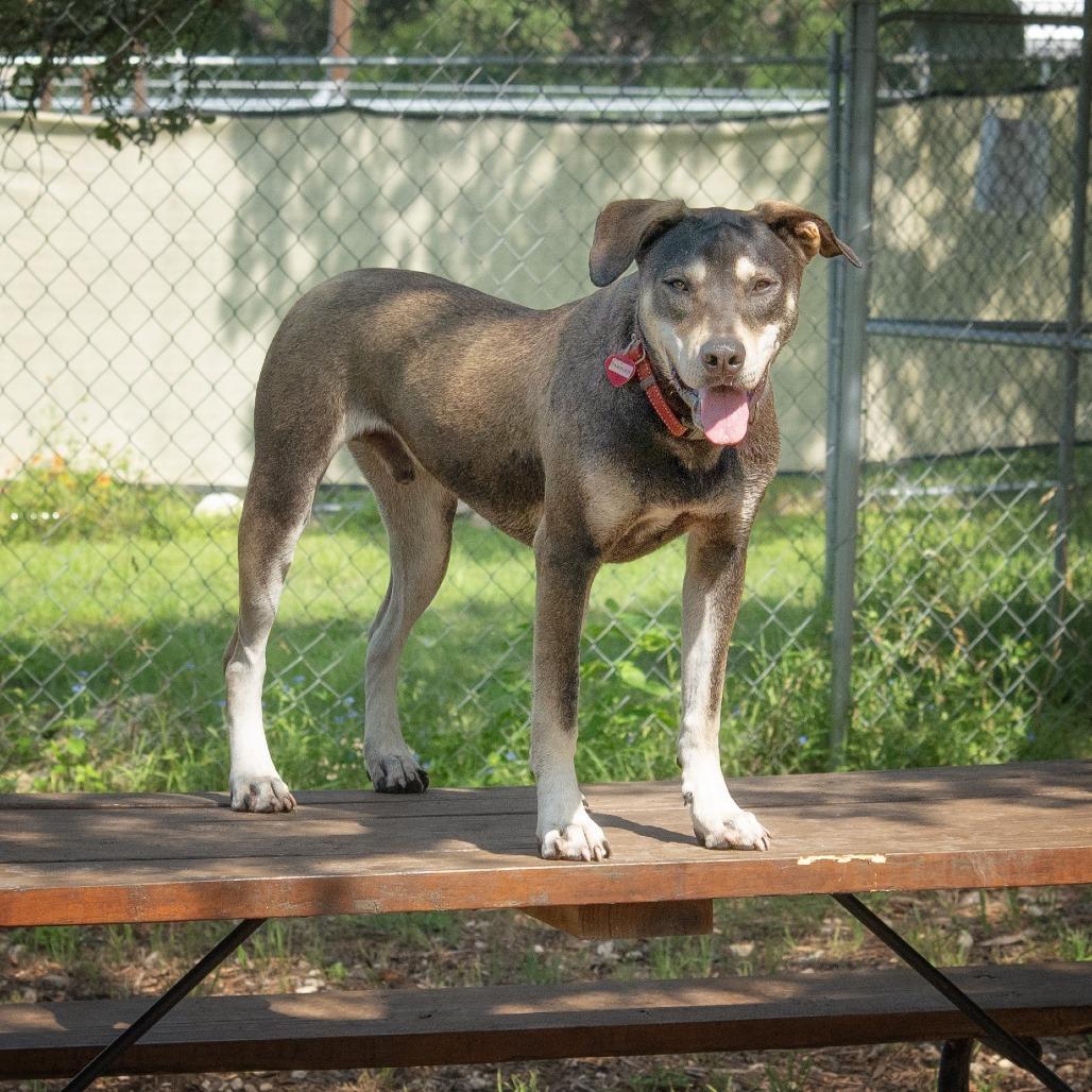 Rambler, a Adoptable mixed breed in Wimberley, TX image 4/6