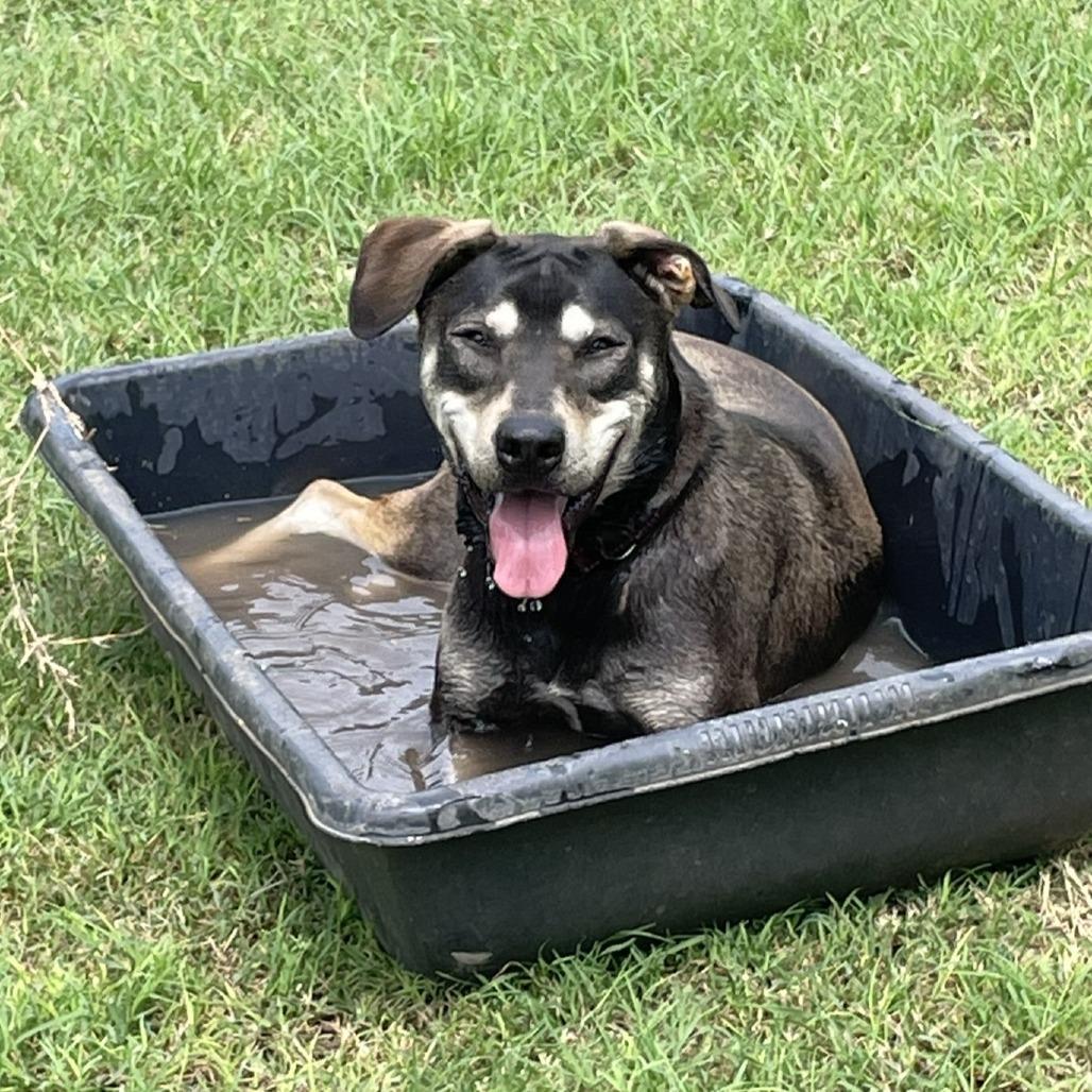 Rambler, a Adoptable mixed breed in Wimberley, TX image 5/6