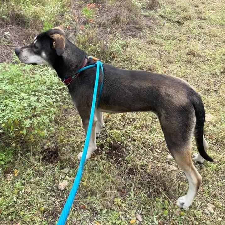 Rambler, a Adoptable mixed breed in Wimberley, TX image 6/6