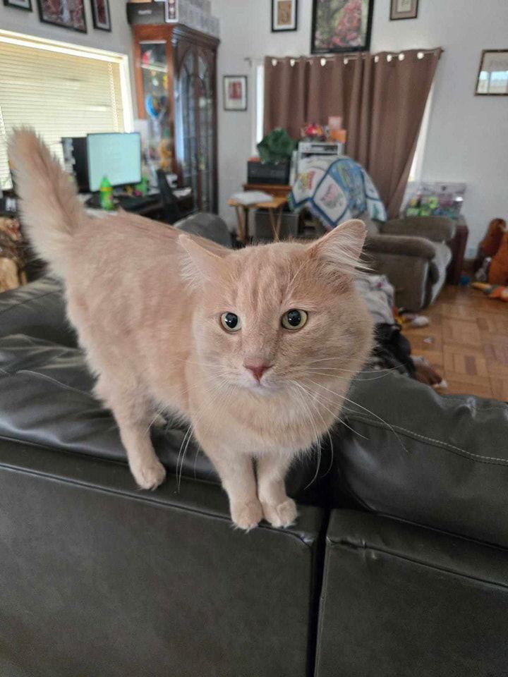 Leo, Adoptable, Young Male Domestic Medium Hair.