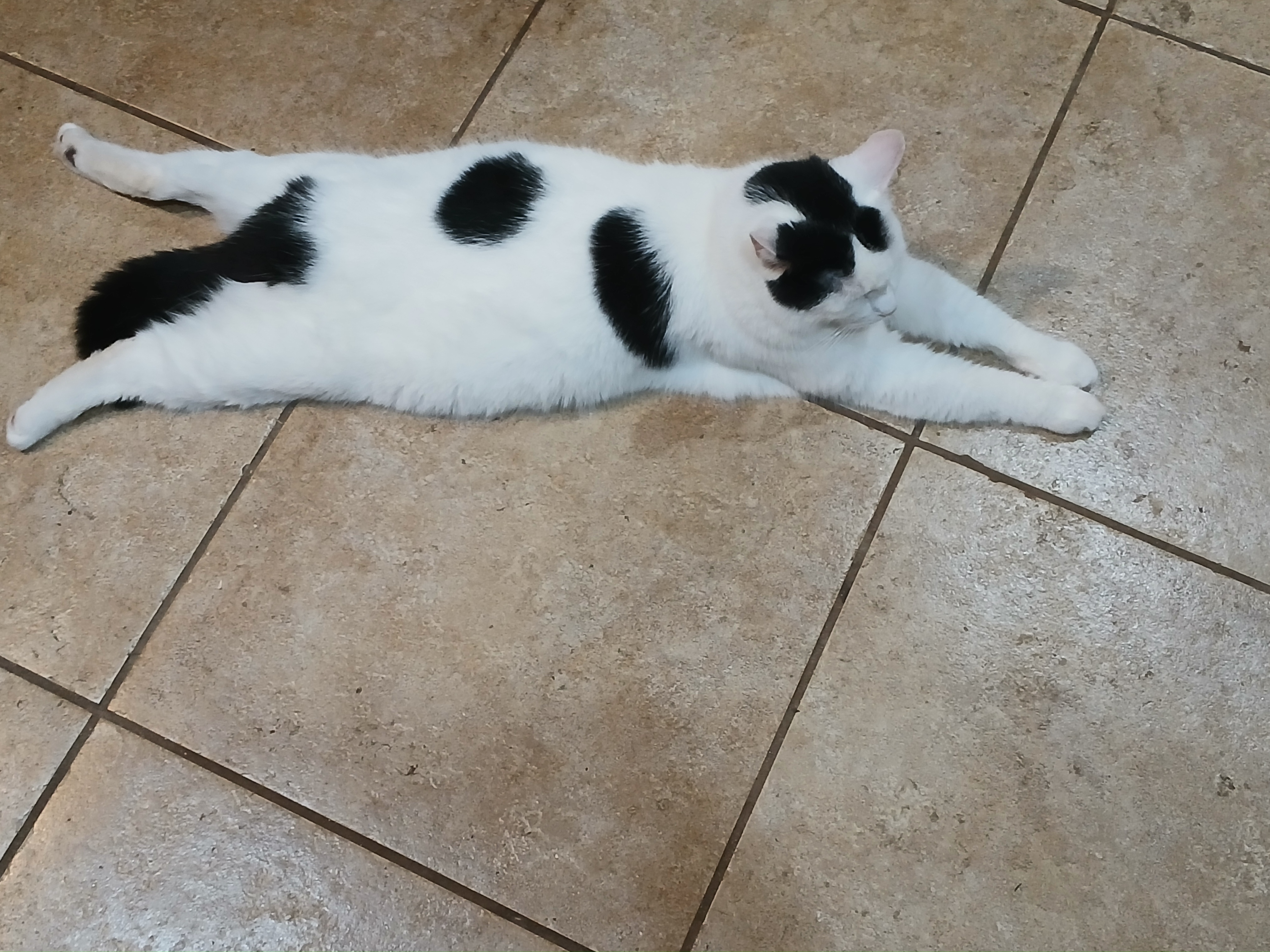 Patches, a Adoptable Domestic Short Hair in Gahanna, OH image 1/4