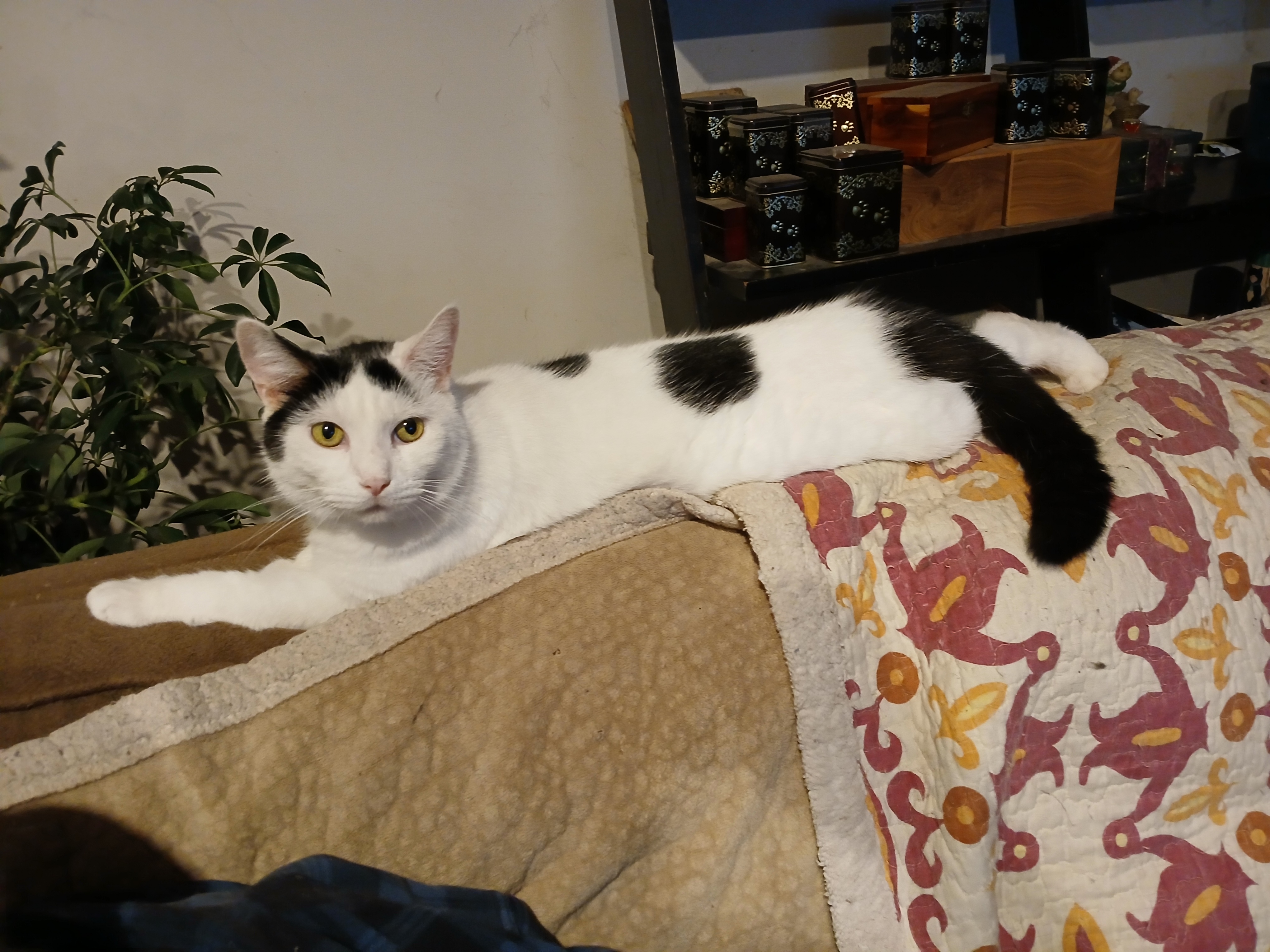 Patches, a Adoptable Domestic Short Hair in Gahanna, OH image 2/4