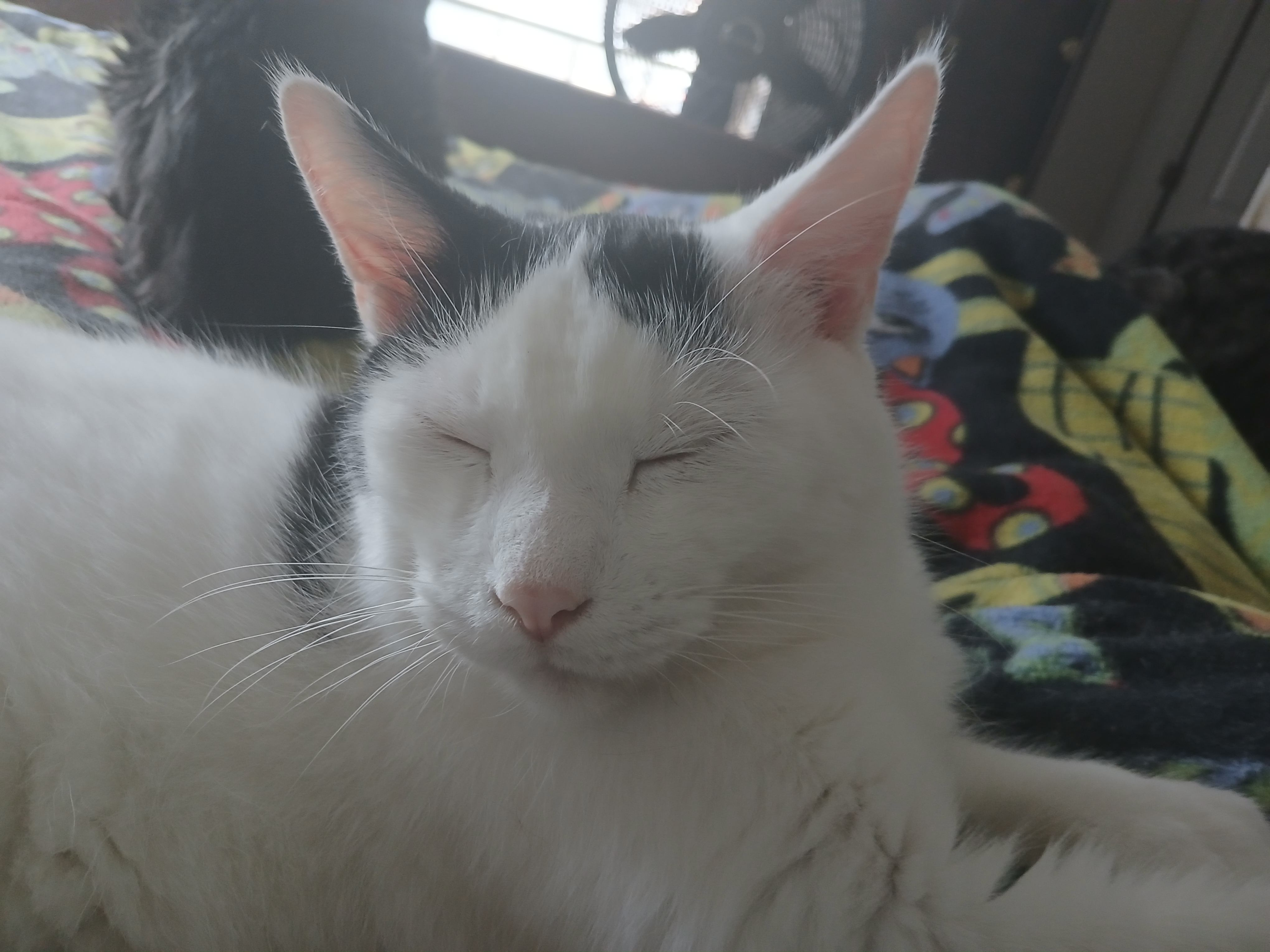 Patches, a Adoptable Domestic Short Hair in Gahanna, OH image 3/4