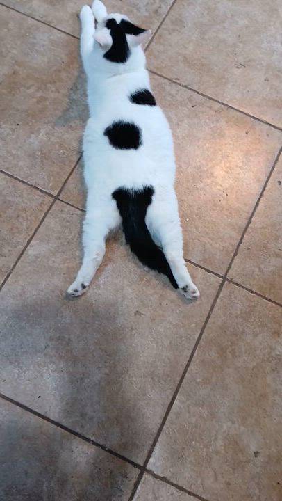 Enlarge Patches, a Adoptable Domestic Short Hair in Gahanna, OH video 4/4