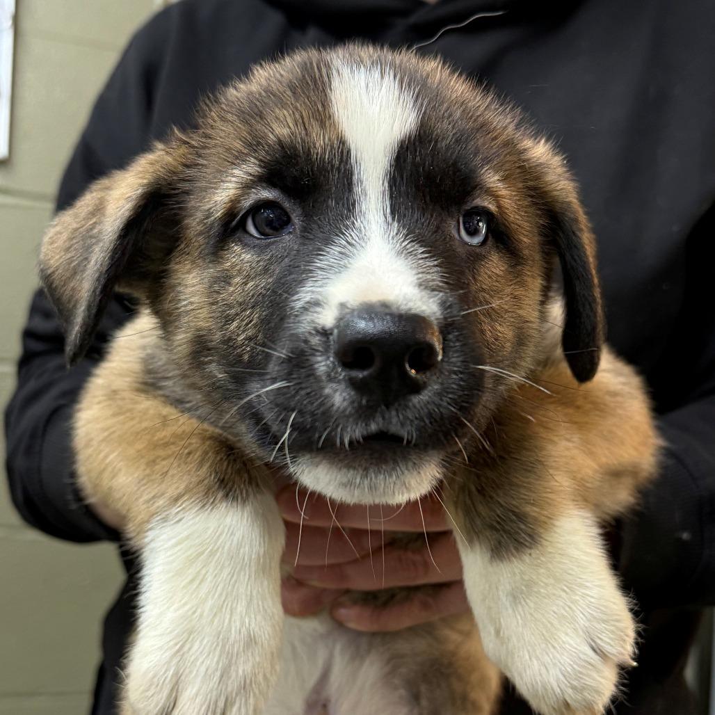 Timber, Adoptable, Puppy Male Husky.