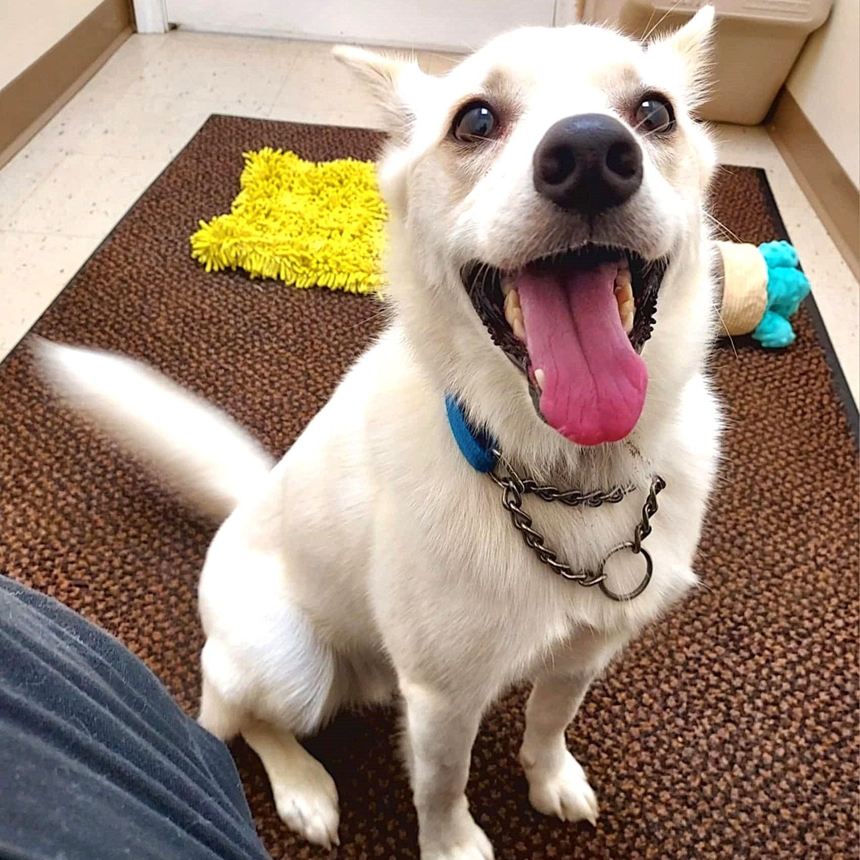 Enlarge Tommy, a Adoptable mixed breed in Falls Creek, PA image 5/5