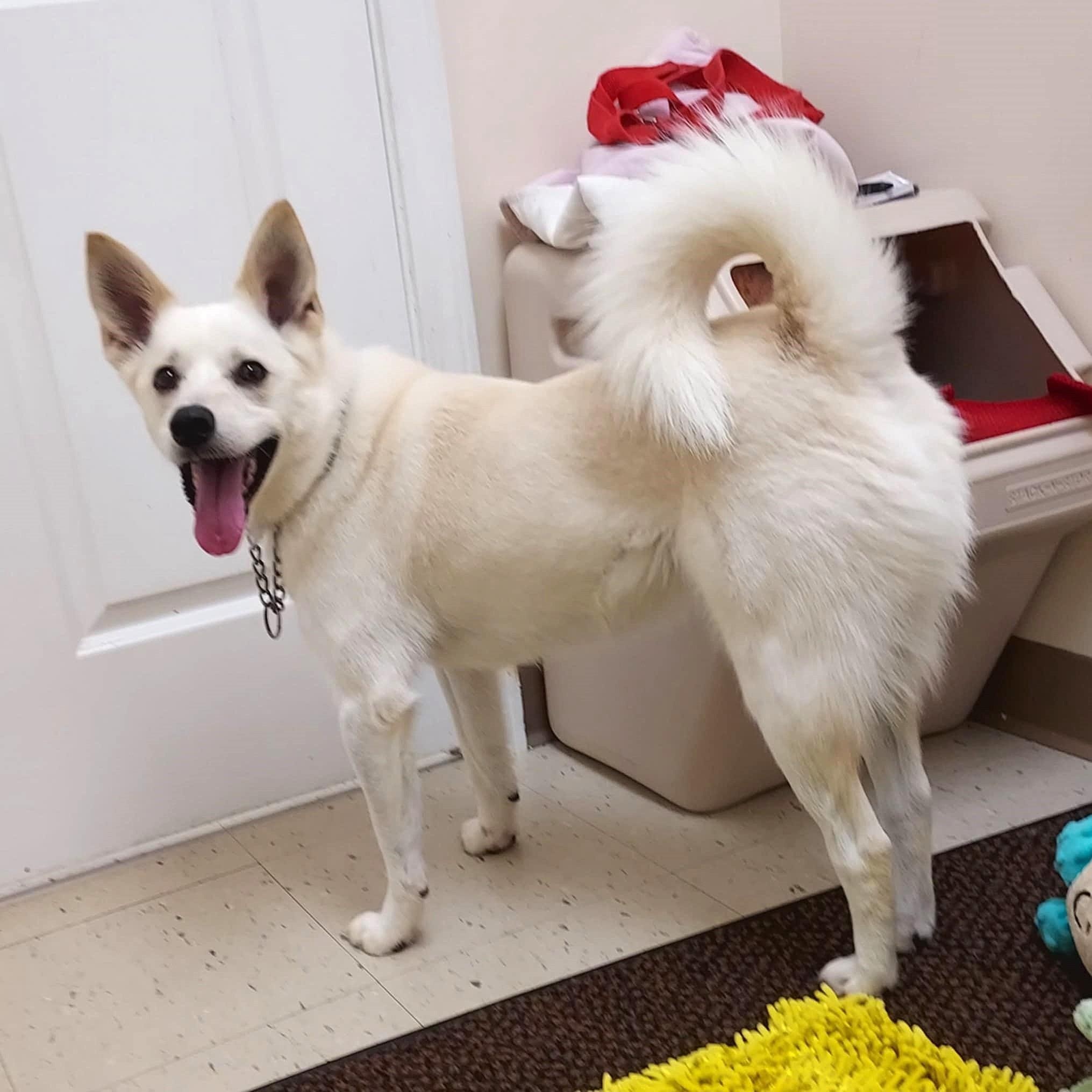 Enlarge Tommy, a Adoptable mixed breed in Falls Creek, PA image 3/5