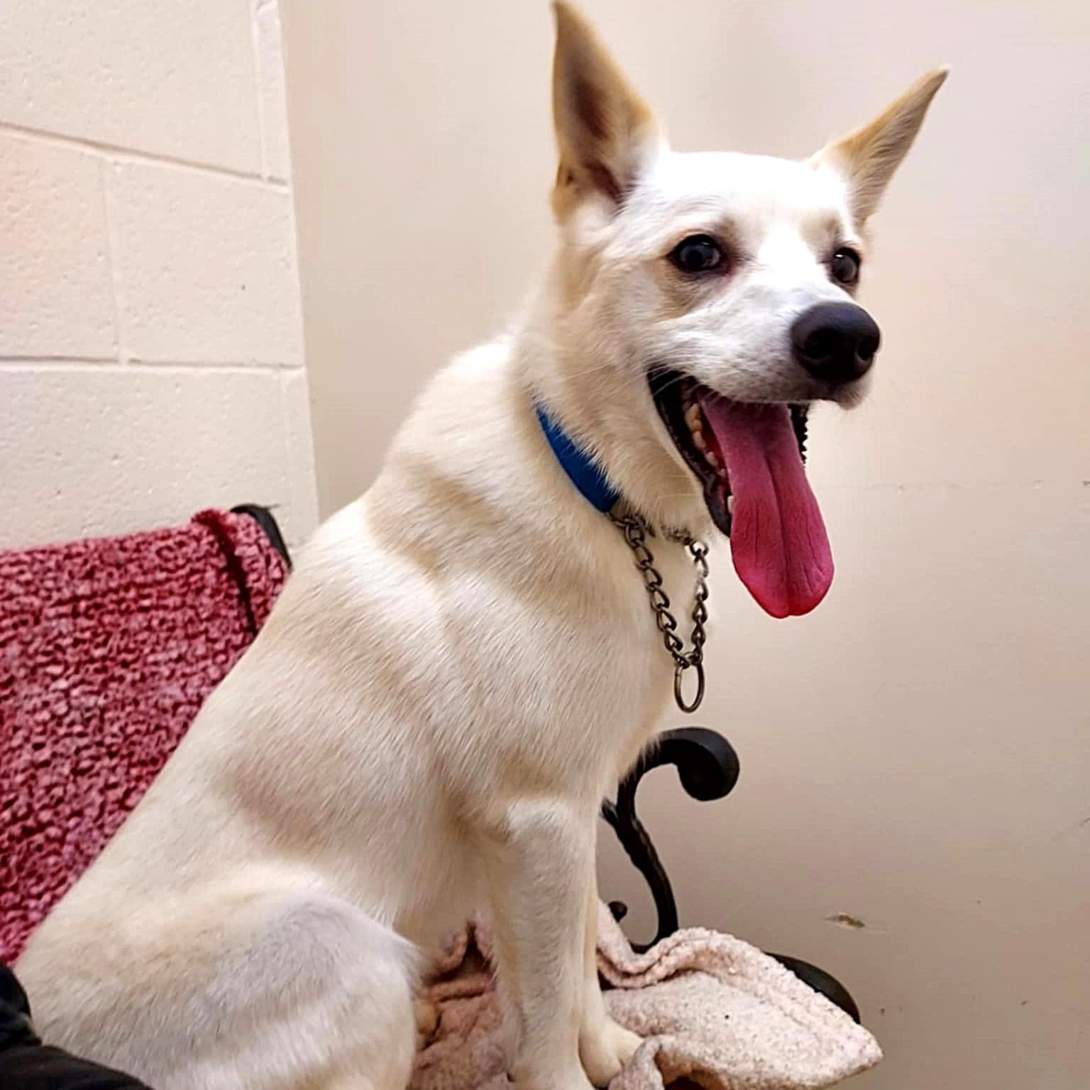 Enlarge Tommy, a Adoptable mixed breed in Falls Creek, PA image 4/5