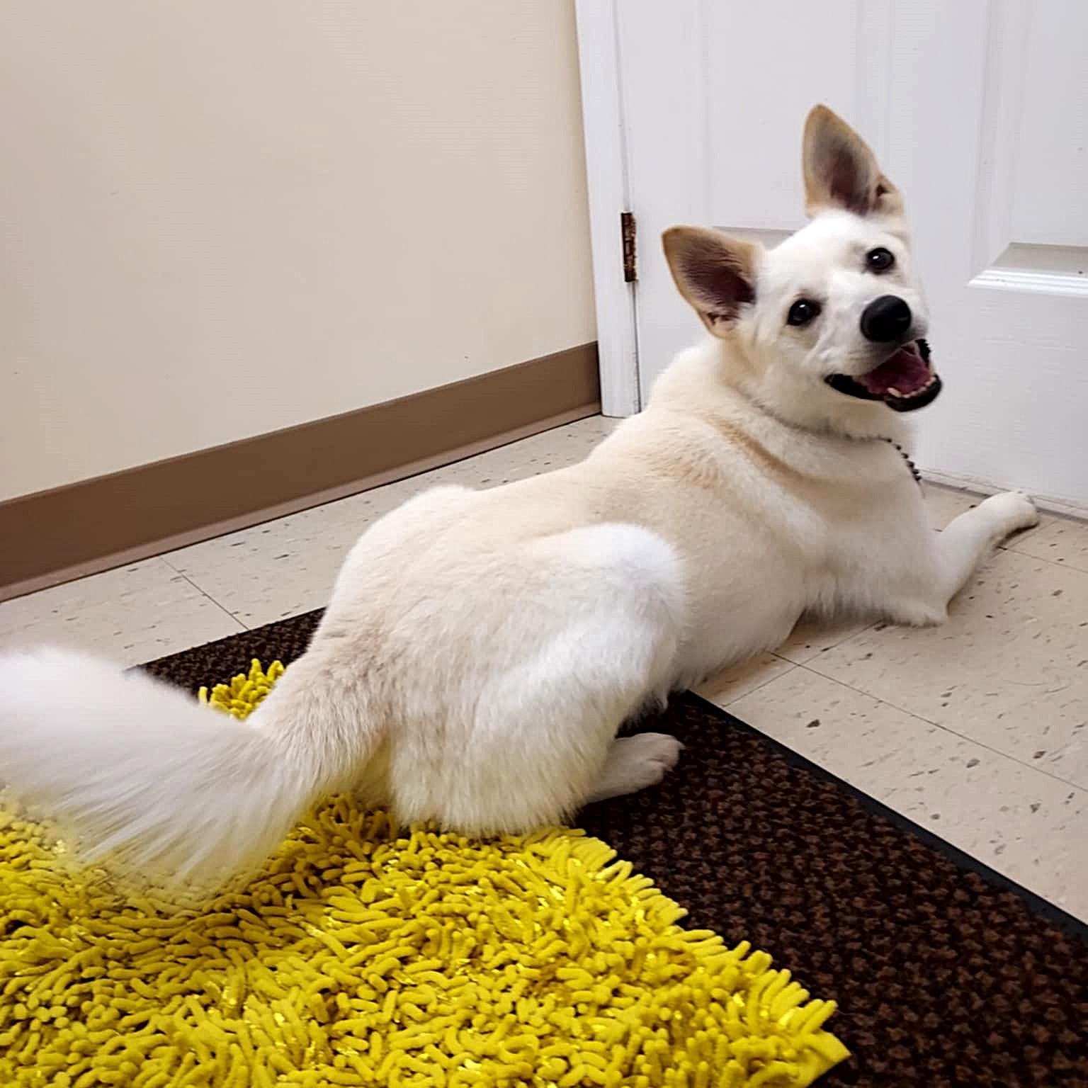 Enlarge Tommy, a Adoptable mixed breed in Falls Creek, PA image 1/5