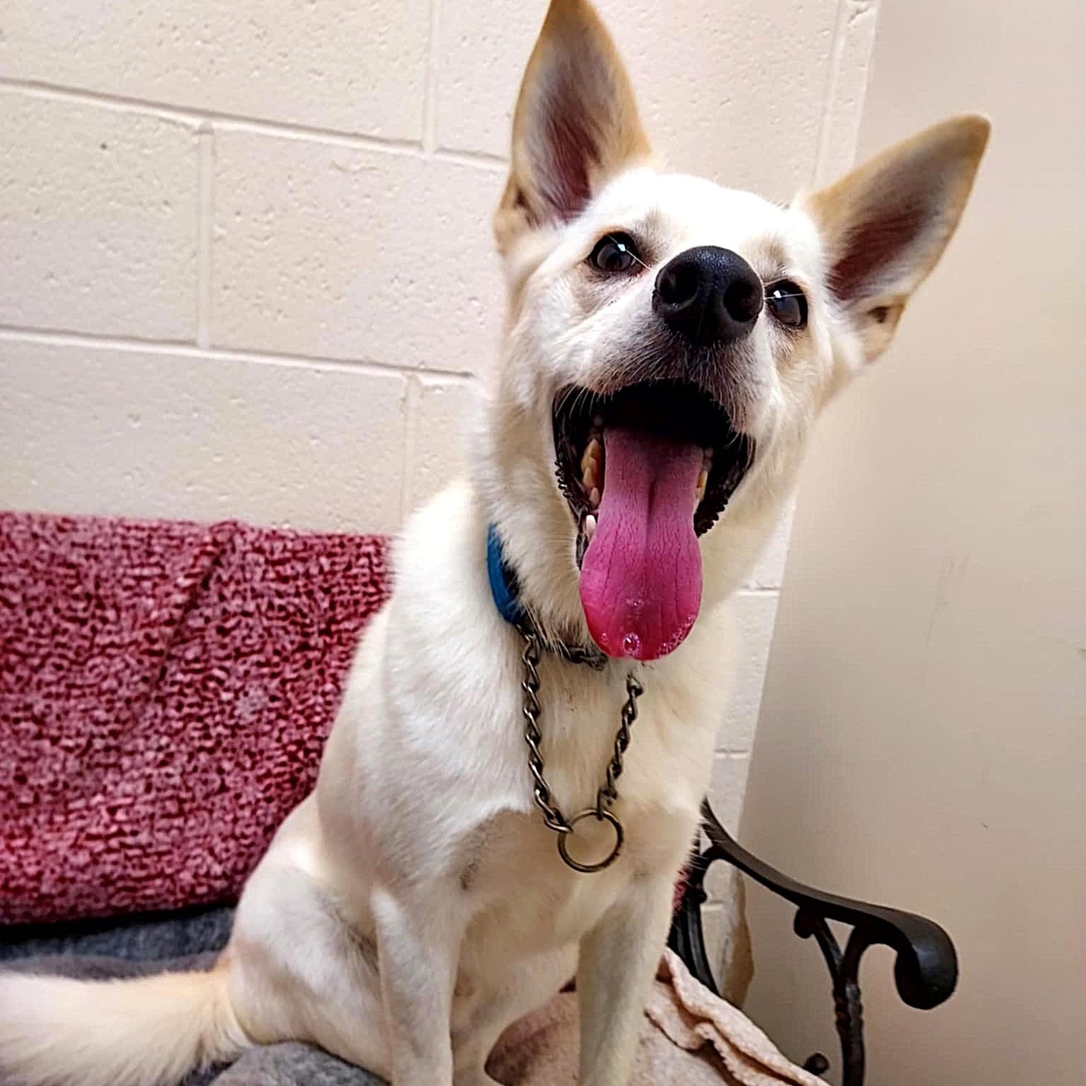 Enlarge Tommy, a Adoptable mixed breed in Falls Creek, PA image 2/5