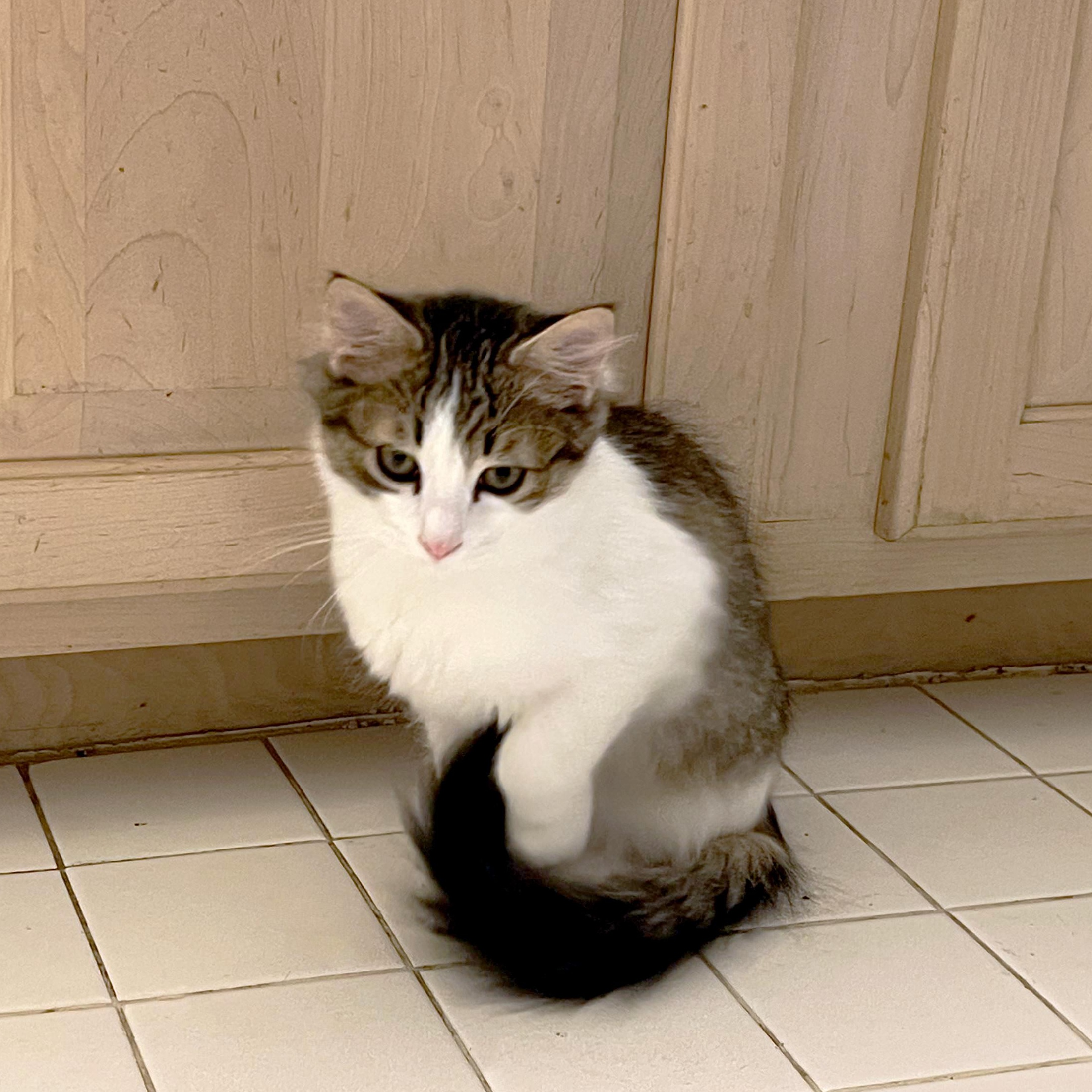 Enlarge Osprey, a Adoptable Domestic Medium Hair in Apex, NC image 5/6