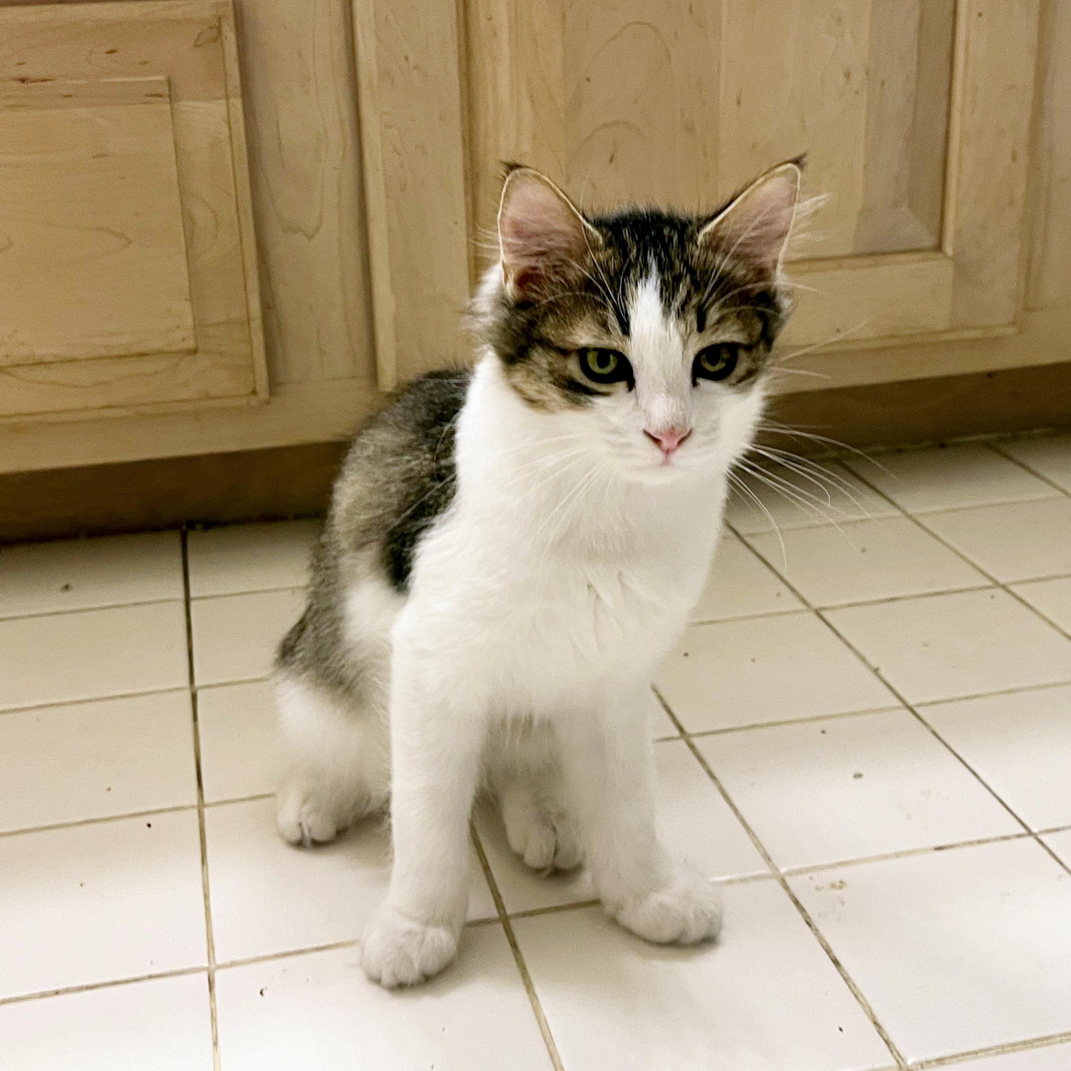 Enlarge Osprey, a Adoptable Domestic Medium Hair in Apex, NC image 6/6