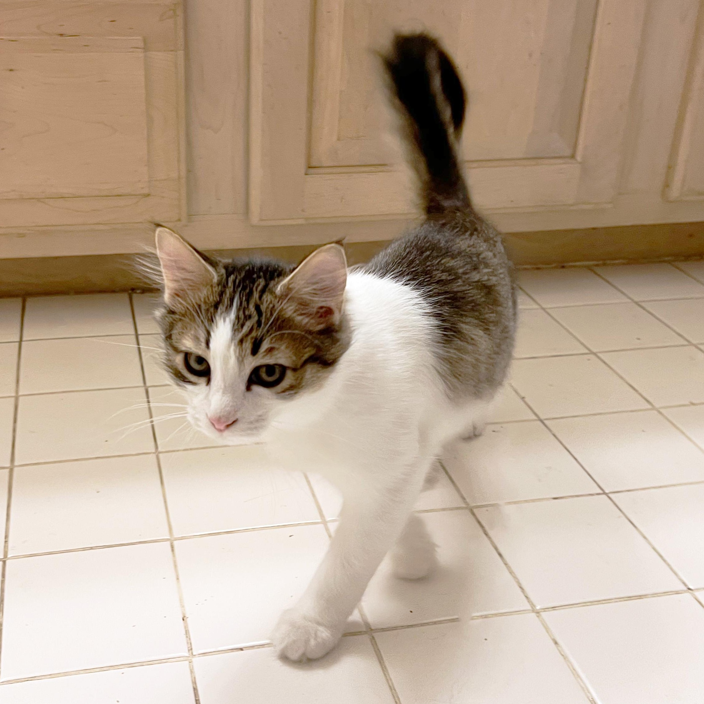 Enlarge Osprey, a Adoptable Domestic Medium Hair in Apex, NC image 3/6