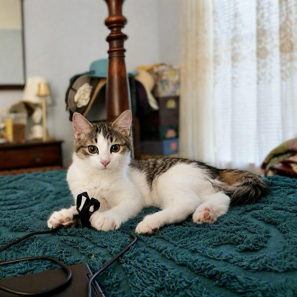 Enlarge Osprey, a Adoptable Domestic Medium Hair in Apex, NC image 1/6