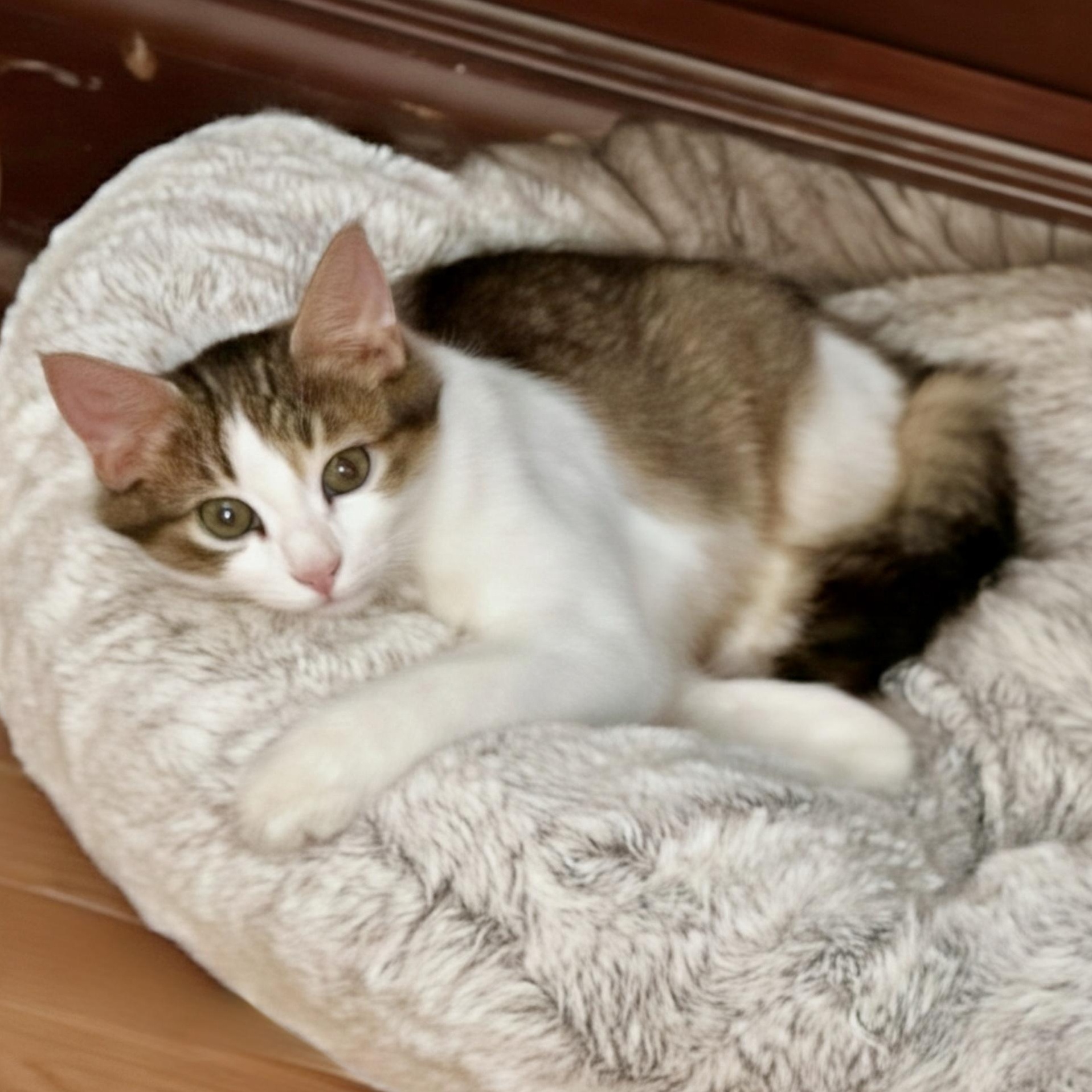 Enlarge Osprey, a Adoptable Domestic Medium Hair in Apex, NC image 4/6
