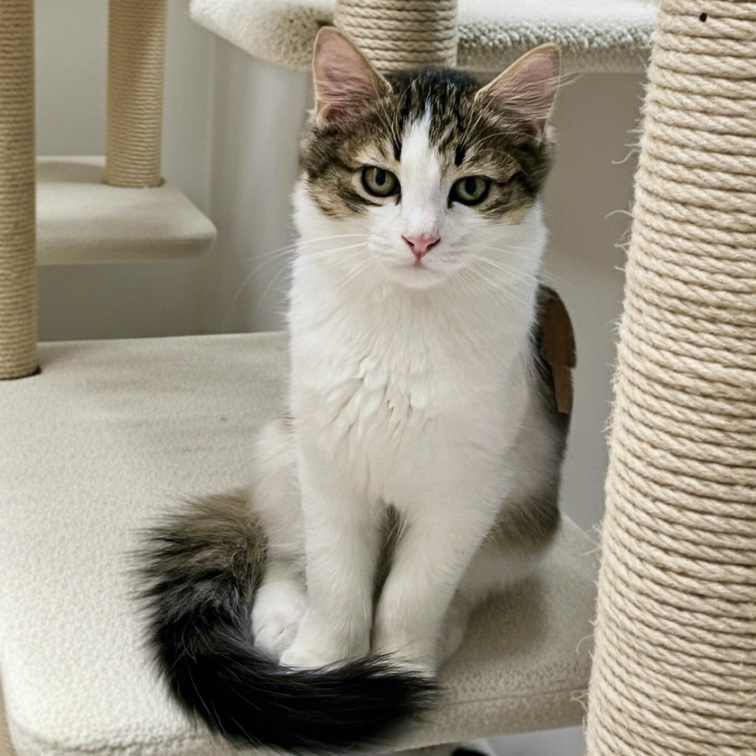 Enlarge Osprey, a Adoptable Domestic Medium Hair in Apex, NC image 2/6